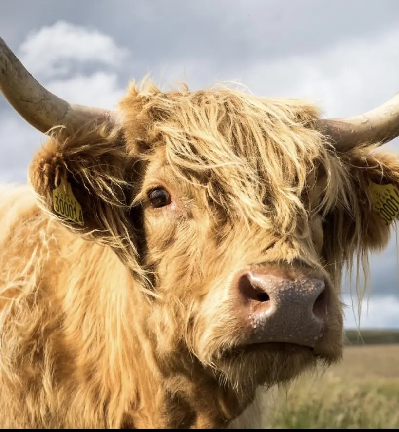 A Highland cow in a Scottish field